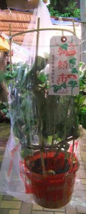 2012_07080093.jpg