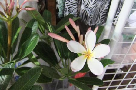 2012_07270049.jpg