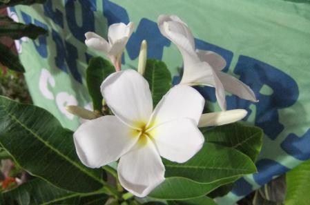 2012_07270055.jpg