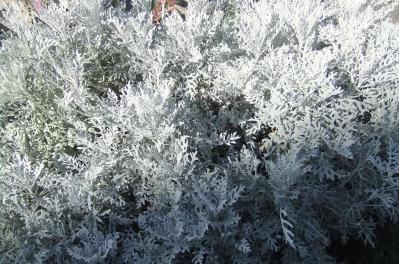 2012_08040006.jpg