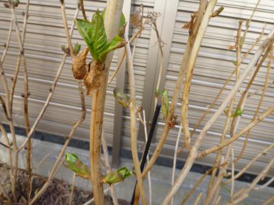 紫陽花