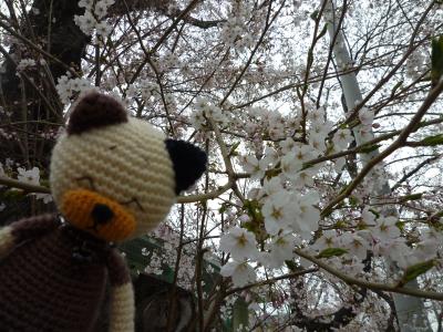 桜と編みねこ・モカ