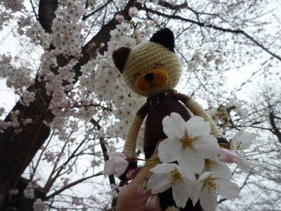 桜と編みねこ・モカ