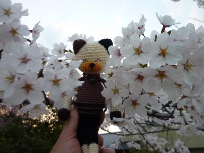 散歩道の公園・桜