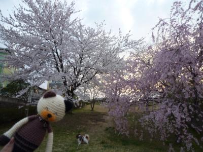 散歩道の公園・桜