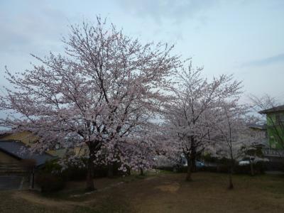 散歩道の公園・桜