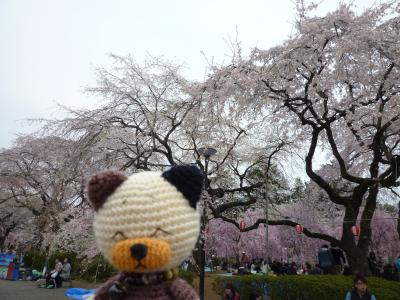 榴ヶ岡公園の桜