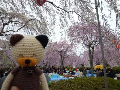 榴ヶ岡公園の桜