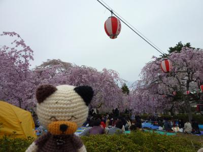榴ヶ岡公園の桜