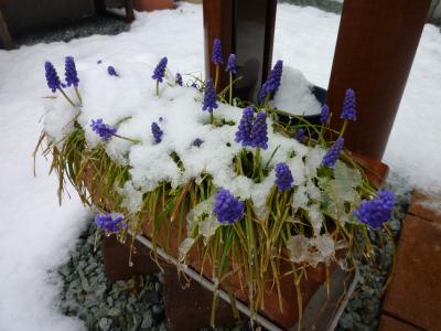 4/21なごり雪