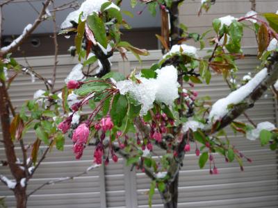 4/21なごり雪