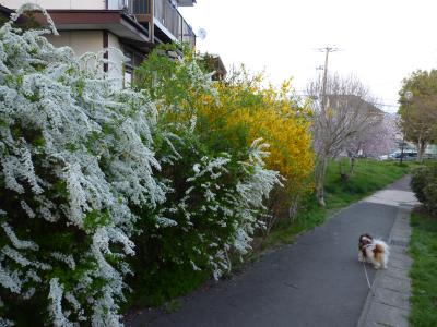 公園の花