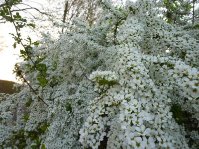 公園の花
