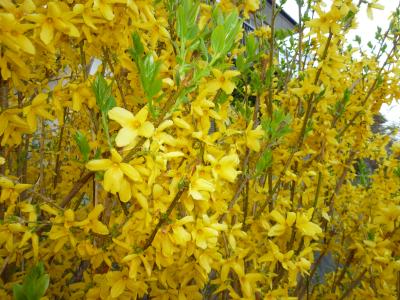公園の花