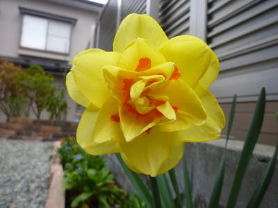 水仙・黄色