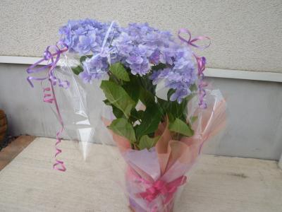 母の日の紫陽花