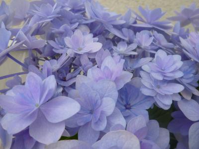 母の日の紫陽花