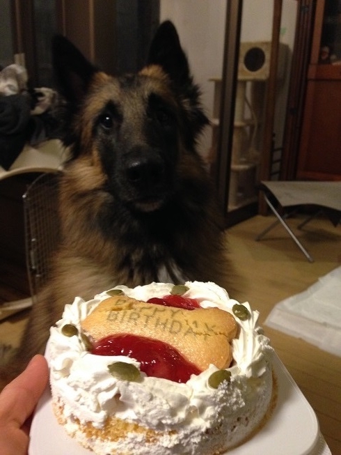 ケーキ♪