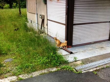 仔猫3匹登場!