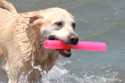 IMG_4583_convert_20120527190332.jpg