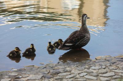 IMG_4893_convert_20120615115514.jpg