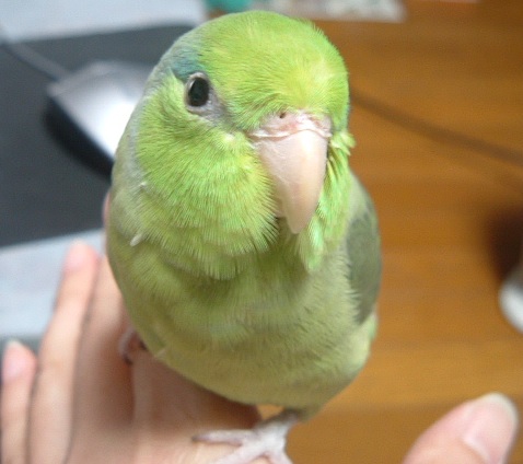 るりるり