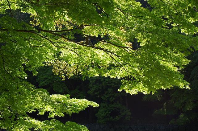 10照らされる新緑の紅葉
