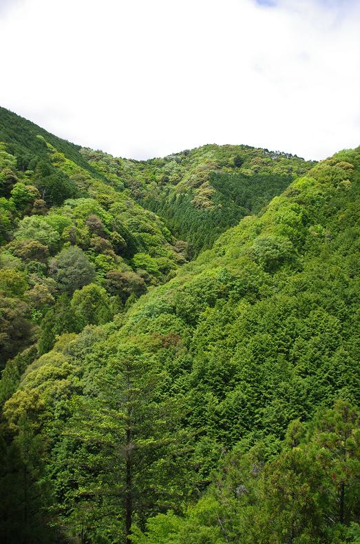 11新緑の山々