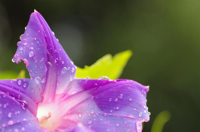 1 雨濡れ朝顔