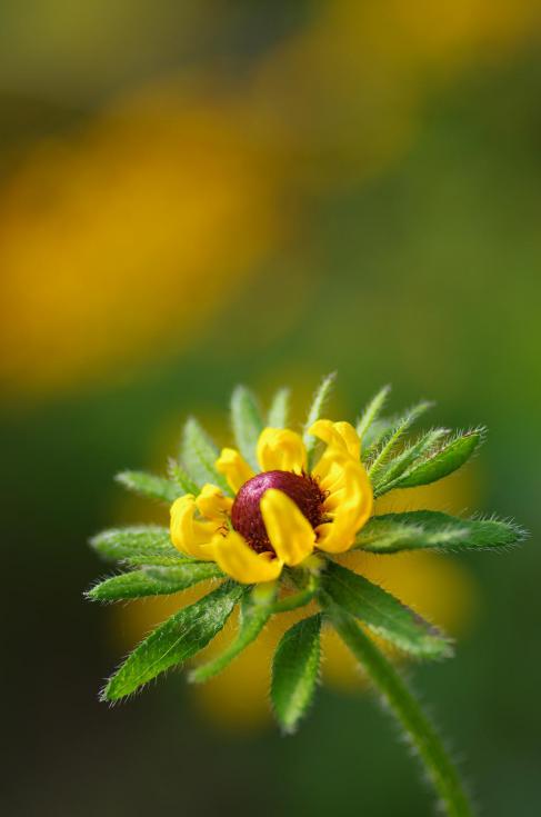 8開花を待って