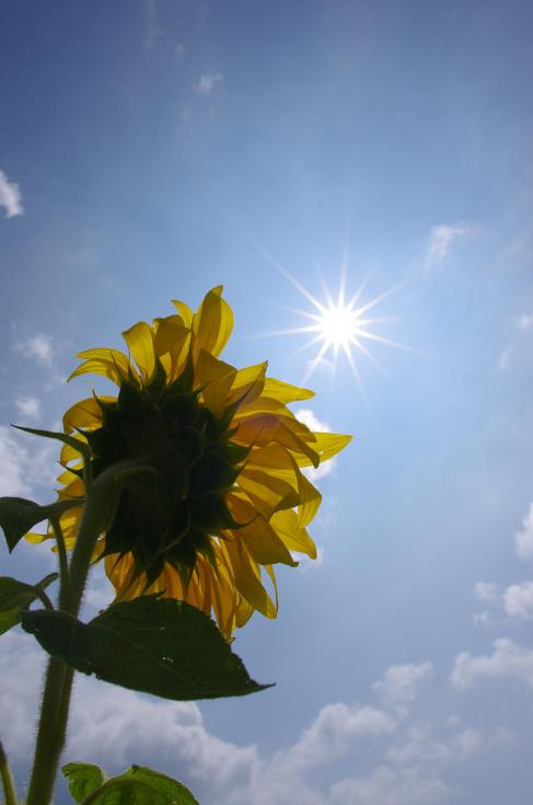 9太陽を目指して