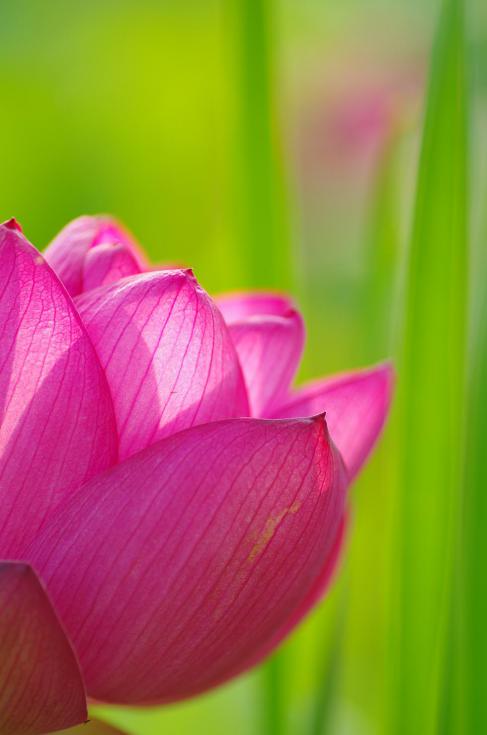5透ける花弁