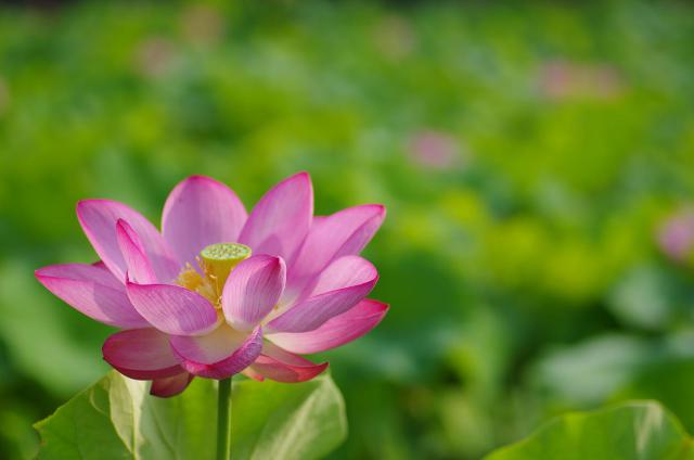 2睡蓮の花