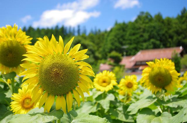 9元気な向日葵たち