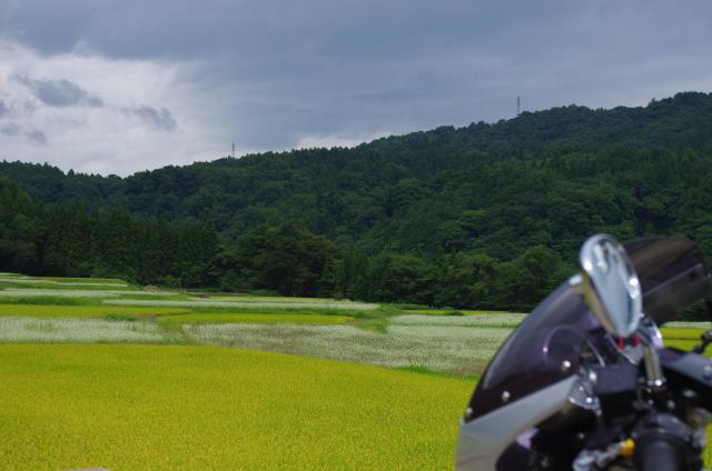 21蕎麦と稲とBandit
