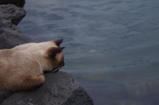 18ボラがん見のねこちゃん