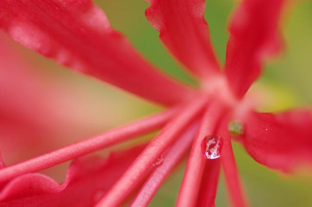 4朝露をたたえて