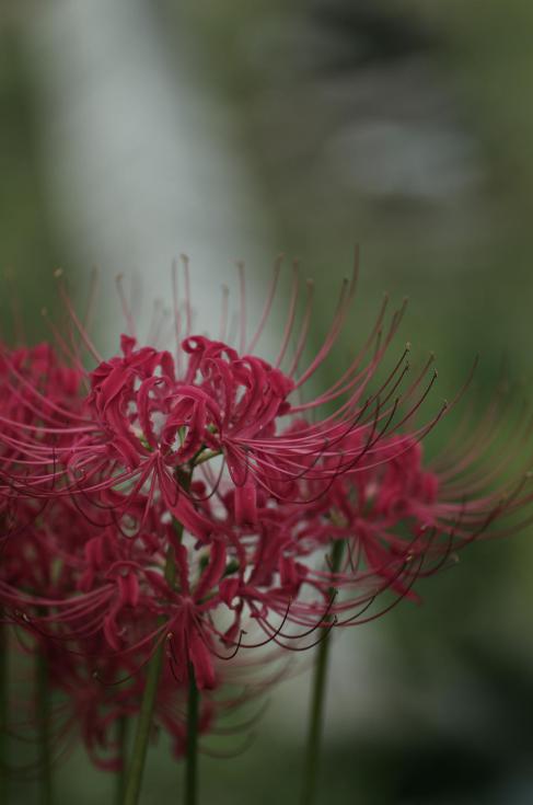 14彼岸の花
