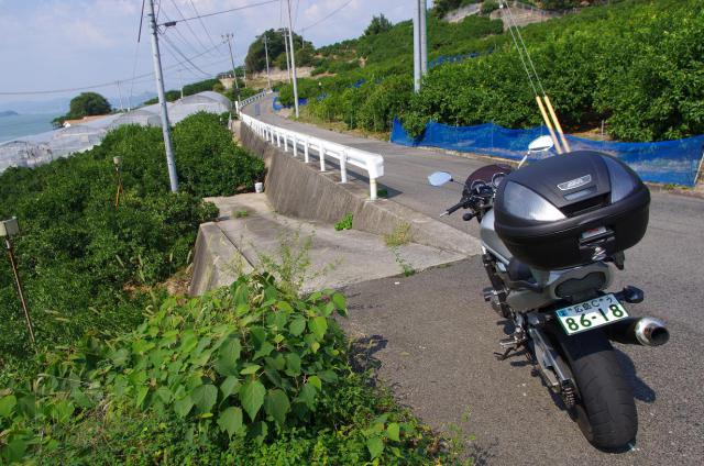 10島の斜面の長閑なみかん畑の中で