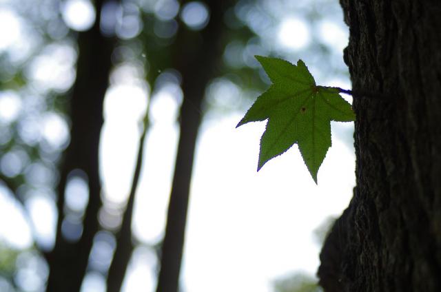 16青々とした紅葉