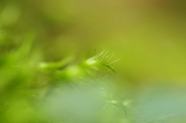 8苔生した世界