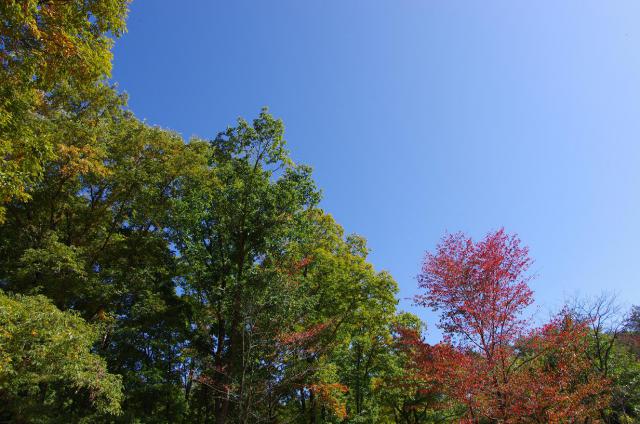4紅葉間近