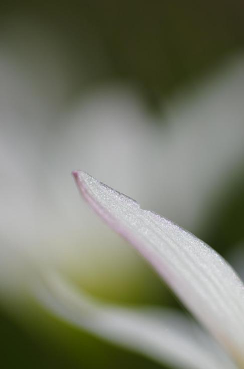19煌~花びら~