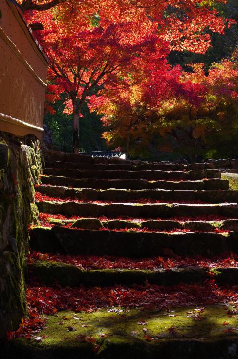 鮮~紅葉色の階段~