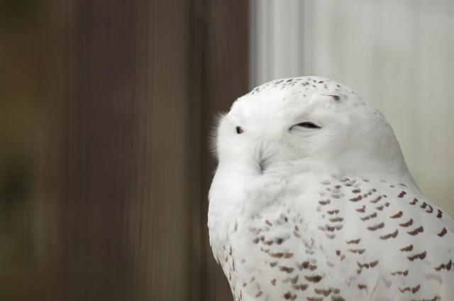 5寝ぼけ顔