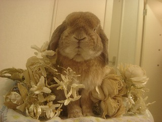 先代ダンプ