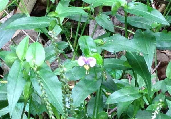 これ、初めて見ました、紫の露草ですよ 1