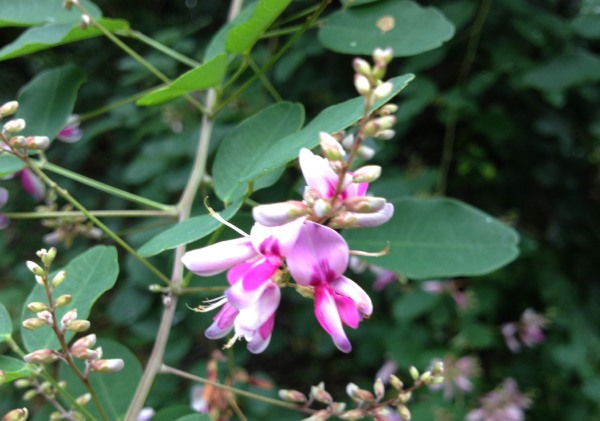 やはり、萩の花は、優雅ですね 7