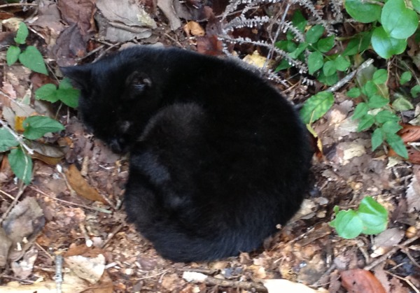 遊歩道脇に、佇んでいた子猫は、左目が悪いようでした、捨てられたのか 15