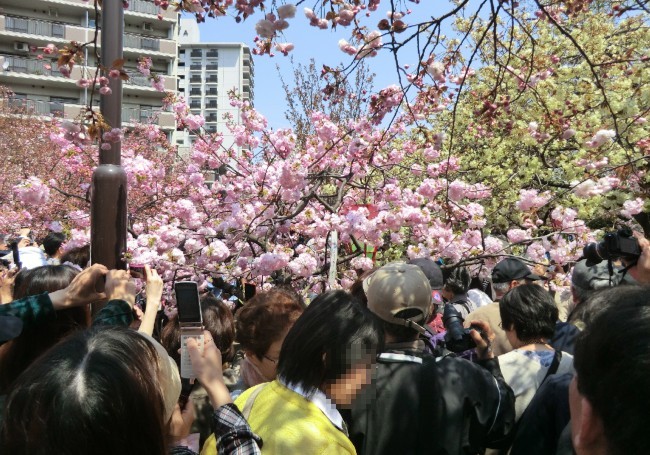 今年の花(桜) 小手毬が人気です 7